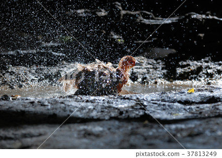 Red-legged crake ,Bird of Thailand 37813249