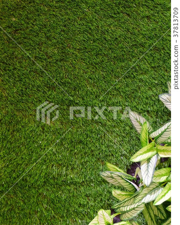 Artificial Dumb Cane or Dieffenbachia Plants Artificial Dumb Cane or Dieffenbachia Plants 37813709