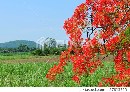 Twig of Red Flame Boyant Hanging on Tree 37813723