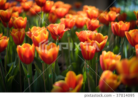 Beautiful bouquet of tulips. colorful in garden Beautiful bouquet of tulips. colorful in garden 37814095