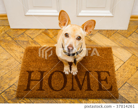 dog waits at door for a walk dog waits at door for a walk 37814261