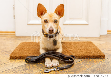 dog waits at door for a walk dog waits at door for a walk 37814264