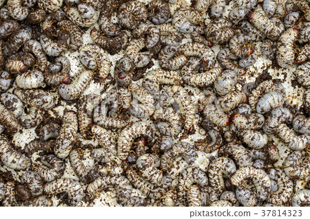 Image of grub worms, coconut rhinoceros beetle. 37814323