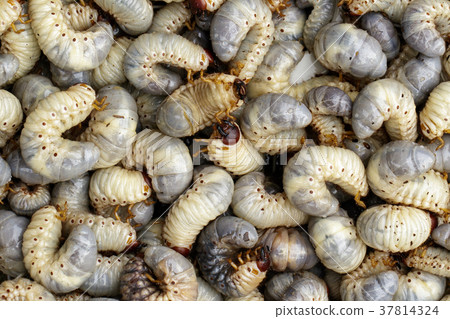 Image of grub worms, coconut rhinoceros beetle. 37814324