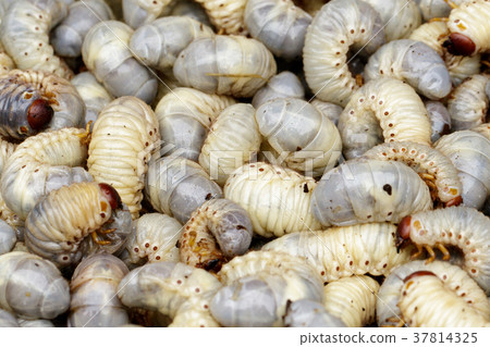 Image of grub worms, coconut rhinoceros beetle. 37814325