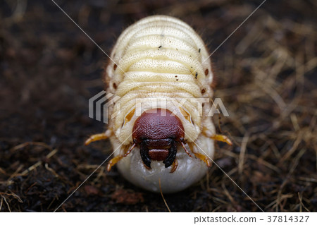 Image of grub worms, Coconut rhinoceros beetle. 37814327