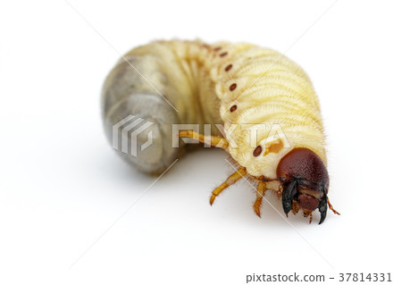 Image of grub worms, Coconut rhinoceros beetle. 37814331