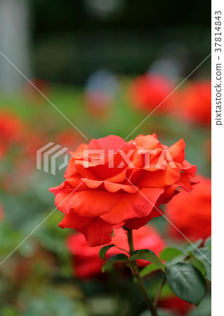 Profile of a red rose 37814843