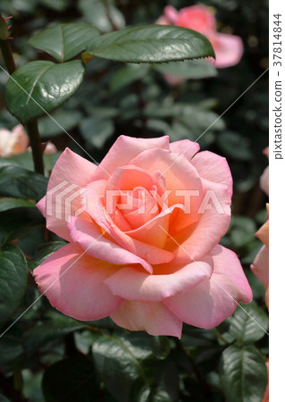 Pink rose 37814844