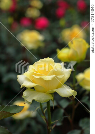 Yellow rose 37814846
