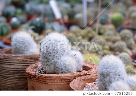 Beautiful cactus in tropical Beautiful cactus in tropical 37815295