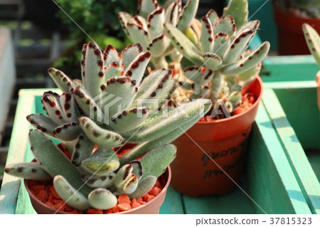 Calandiva or cactus in nature Calandiva or cactus in nature 37815323