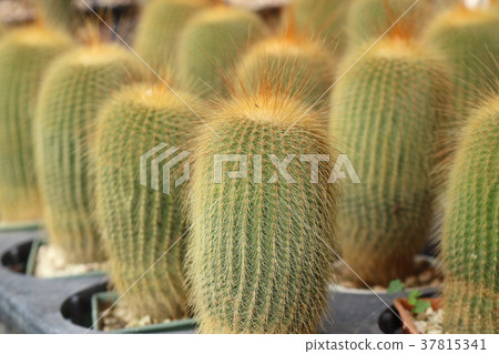 Beautiful cactus in tropical Beautiful cactus in tropical 37815341