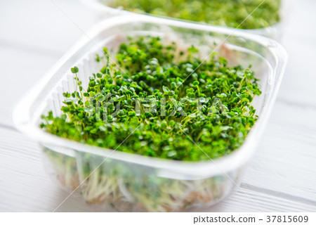 Fresh organic sprout micro greens in plastic box  37815609