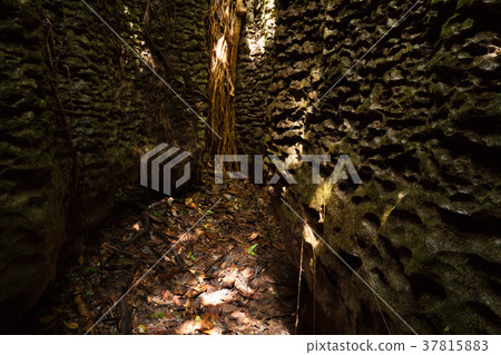 Tree roots on natural stone wall Tree roots on natural stone wall 37815883