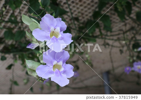 Bengal Jahazzura 37815949