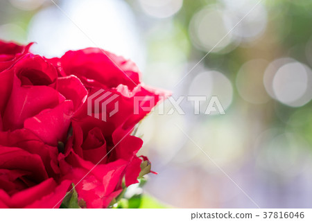 Rose with bokeh background. Valentines Day concept Rose with bokeh background. Valentines Day concept 37816046