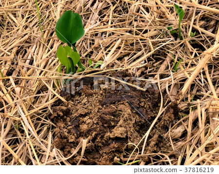 planting green trees.In arid areas planting green trees.In arid areas 37816219