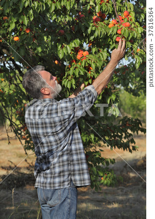 Farmer picking apricot fruit in orchard Farmer picking apricot fruit in orchard 37816364