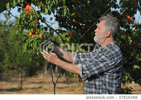 Farmer picking apricot fruit in orchard Farmer picking apricot fruit in orchard 37816366