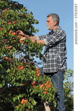 Farmer picking apricot fruit in orchard Farmer picking apricot fruit in orchard 37816367
