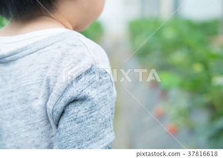 草莓採摘果子採摘果子紅色果子草莓小孩 37816618