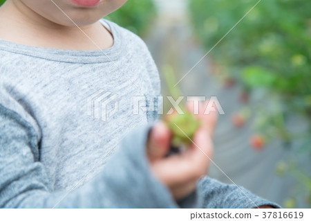 草莓採摘果子採摘果子紅色果子草莓小孩 37816619