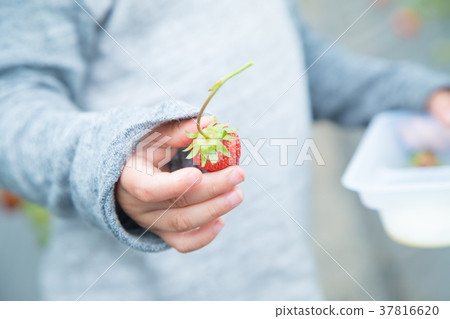 草莓採摘果子採摘果子紅色果子草莓小孩 草莓採摘果子採摘果子紅色果子草莓小孩 37816620