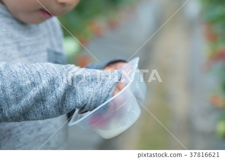 草莓採摘果子採摘果子紅色果子草莓小孩 草莓採摘果子採摘果子紅色果子草莓小孩 37816621