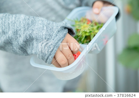 草莓採摘果子採摘果子紅色果子草莓小孩 草莓採摘果子採摘果子紅色果子草莓小孩 37816624
