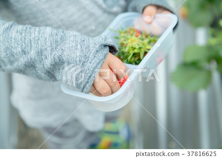 草莓採摘果子採摘果子紅色果子草莓小孩 草莓採摘果子採摘果子紅色果子草莓小孩 37816625