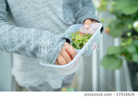 草莓採摘果子採摘果子紅色果子草莓小孩 草莓採摘果子採摘果子紅色果子草莓小孩 37816626