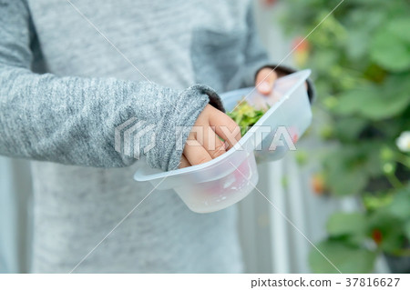 草莓採摘果子採摘果子紅色果子草莓小孩 草莓採摘果子採摘果子紅色果子草莓小孩 37816627