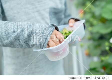 草莓採摘果子採摘果子紅色果子草莓小孩 草莓採摘果子採摘果子紅色果子草莓小孩 37816628