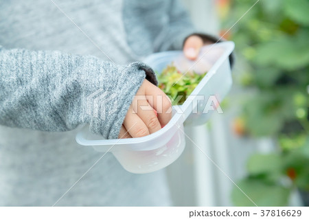 草莓採摘果子採摘果子紅色果子草莓小孩 草莓採摘果子採摘果子紅色果子草莓小孩 37816629