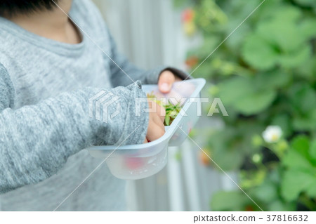 草莓採摘果子採摘果子紅色果子草莓小孩 草莓採摘果子採摘果子紅色果子草莓小孩 37816632
