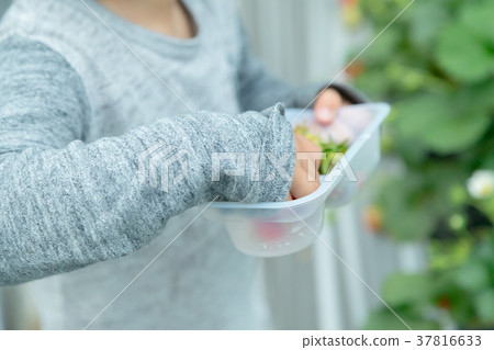 草莓採摘果子採摘果子紅色果子草莓小孩 草莓採摘果子採摘果子紅色果子草莓小孩 37816633