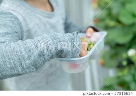 草莓採摘果子採摘果子紅色果子草莓小孩 草莓採摘果子採摘果子紅色果子草莓小孩 37816634