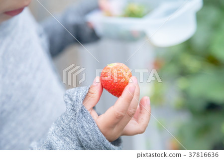 草莓採摘果子採摘果子紅色果子草莓小孩 草莓採摘果子採摘果子紅色果子草莓小孩 37816636