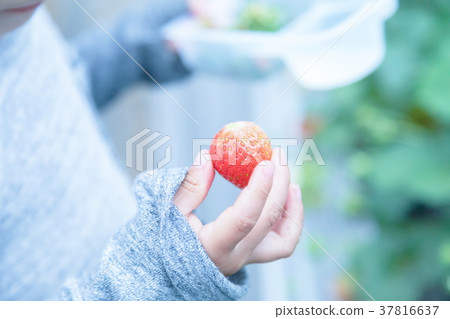 草莓採摘果子採摘果子紅色果子草莓小孩 草莓採摘果子採摘果子紅色果子草莓小孩 37816637