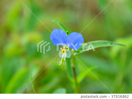 Seaweed-34015 37816862