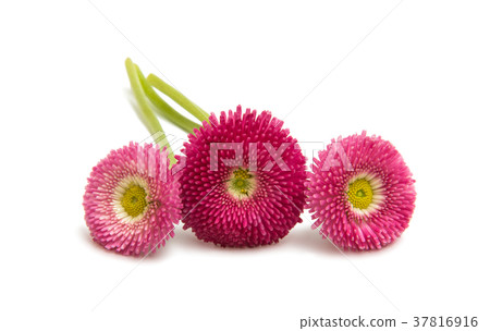 Beautiful daisy flowers isolated Beautiful daisy flowers isolated 37816916