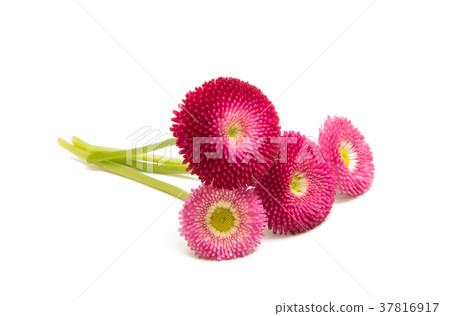 Beautiful daisy flowers isolated 37816917