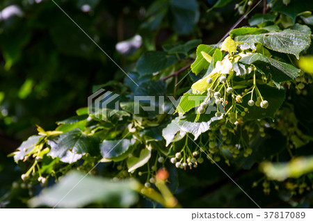 branch of linden tree against the blue sky 37817089