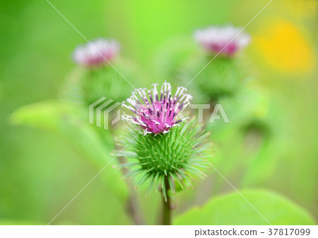 Burdock flower-33884 Burdock flower-33884 37817099