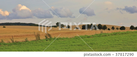 Green meadow and field in Zealand, Denmark. Green meadow and field in Zealand, Denmark. 37817290