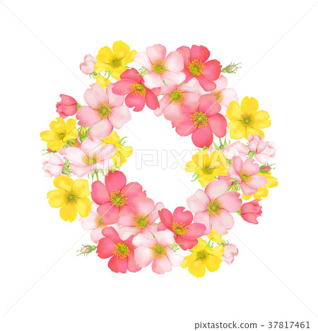 Dog-rose blooms. wild rose vector illustration 37817461