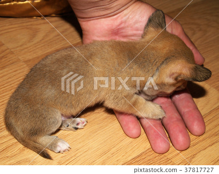 Chihuahua Chihuahua 37817727