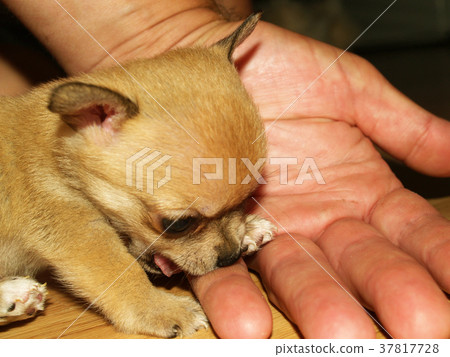 Chihuahua 37817728
