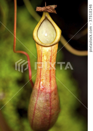 Carnivorous plant 37818146